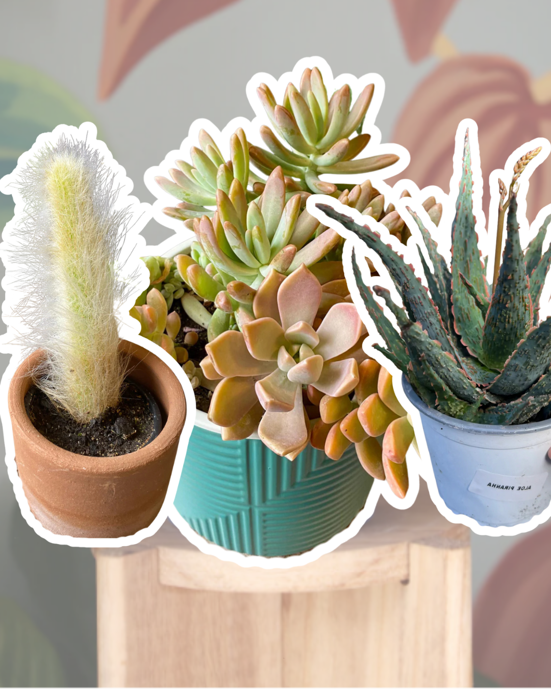 Cactus y Suculentas  La Loca de las Plantas