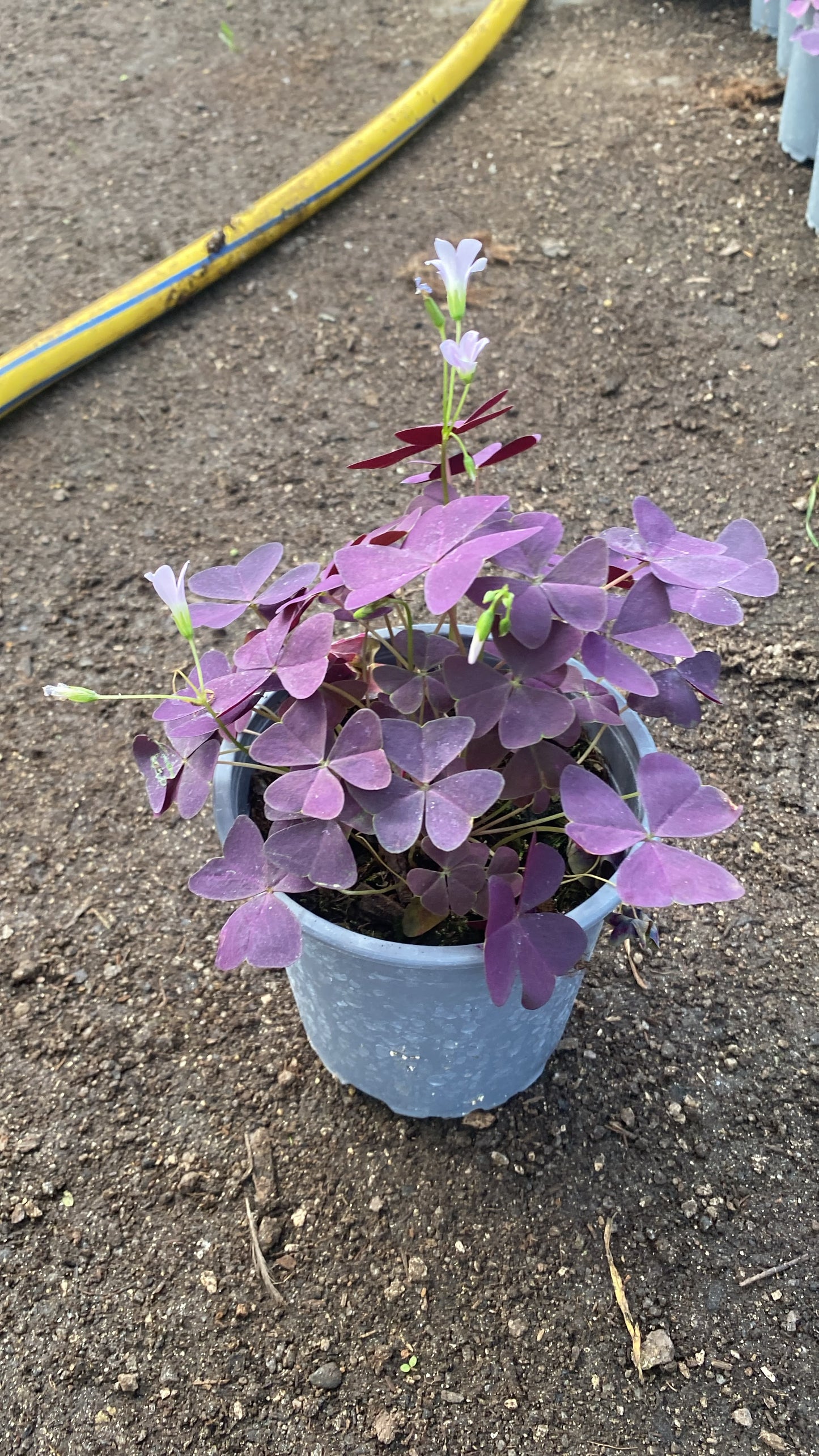 Oxalis o trébol morado