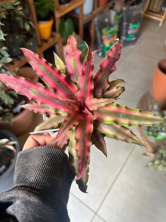 Cryptanthus Rojo