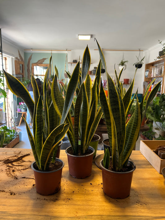 Sansevieria Laurentii