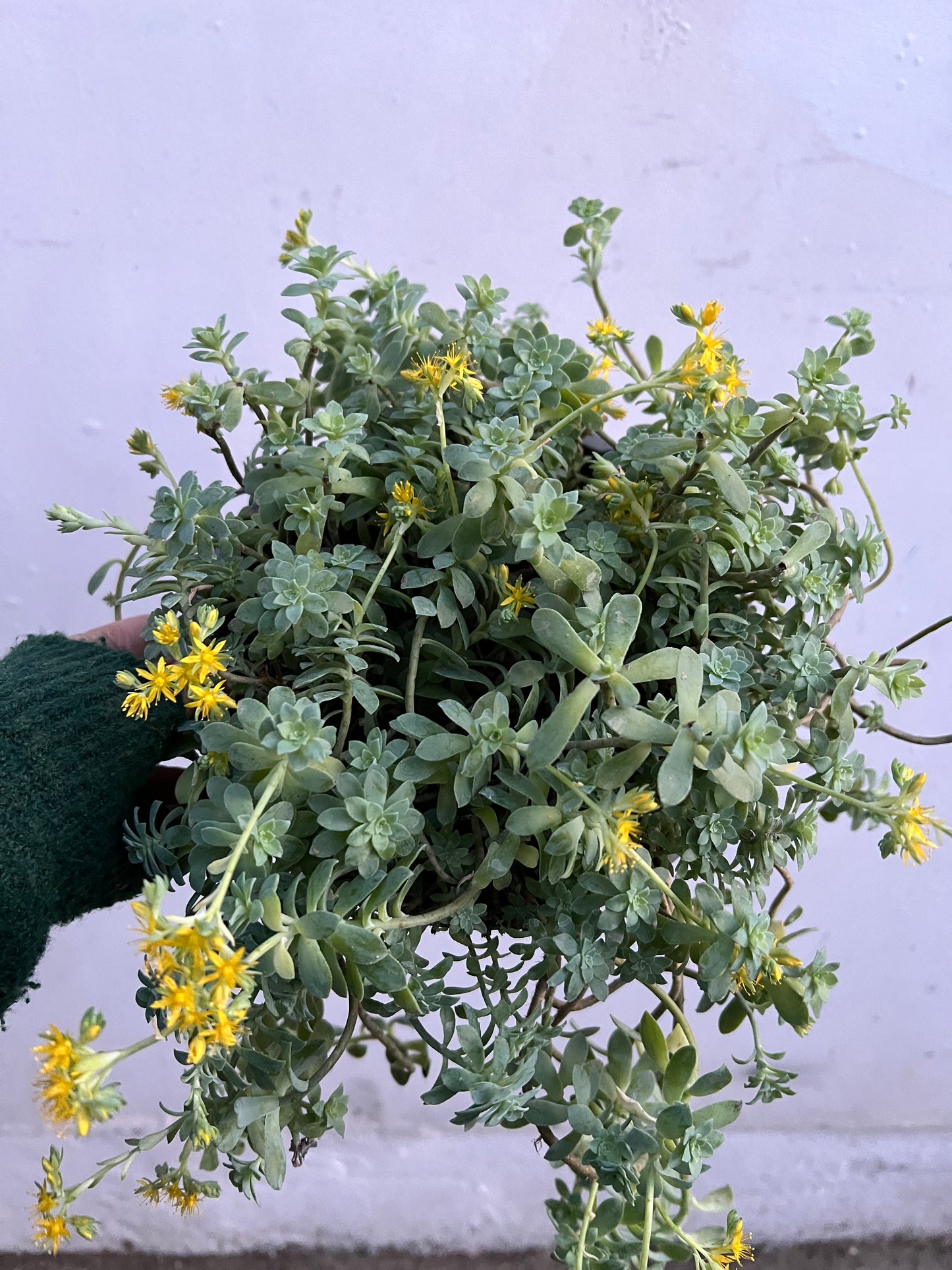 Sedum Palmeri