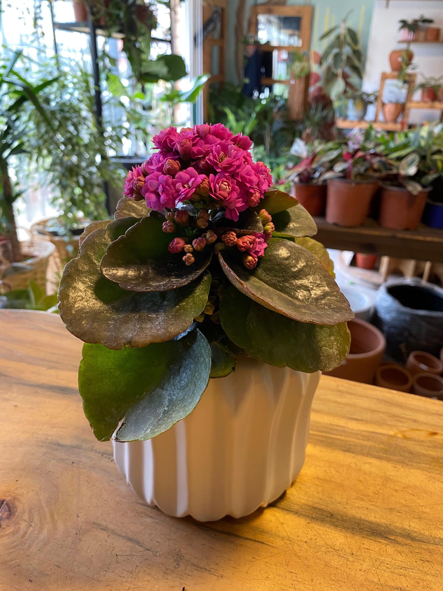 Kalanchoe Happy House