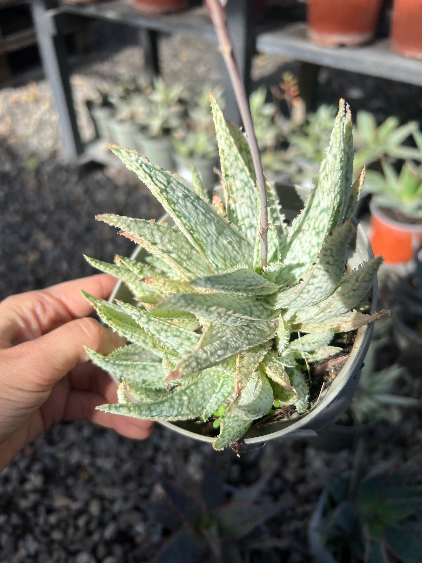 Aloe Light green