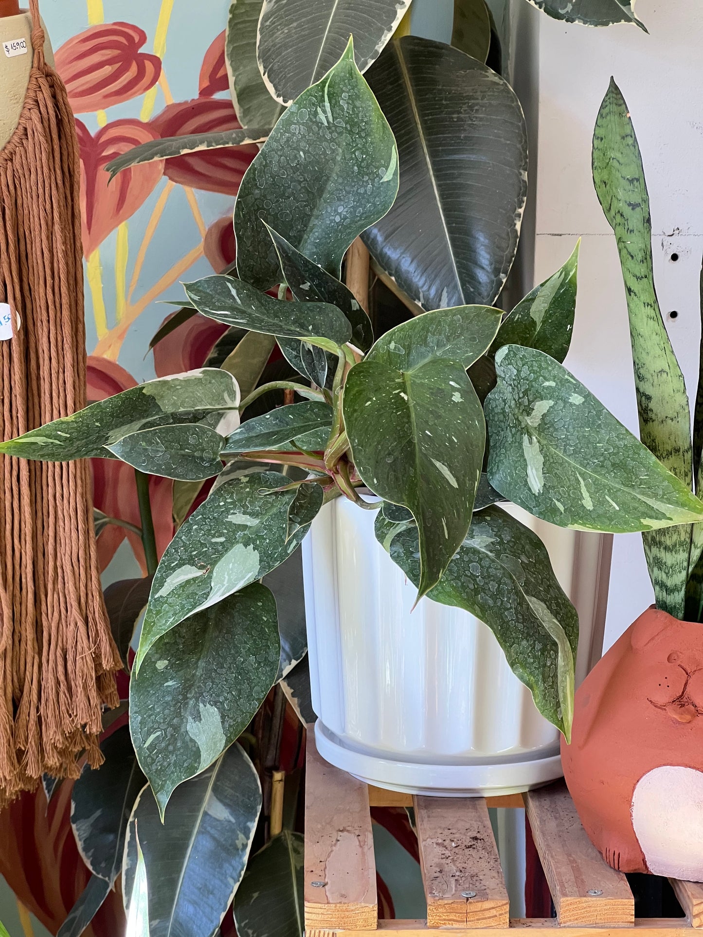 Filodendro White Princess