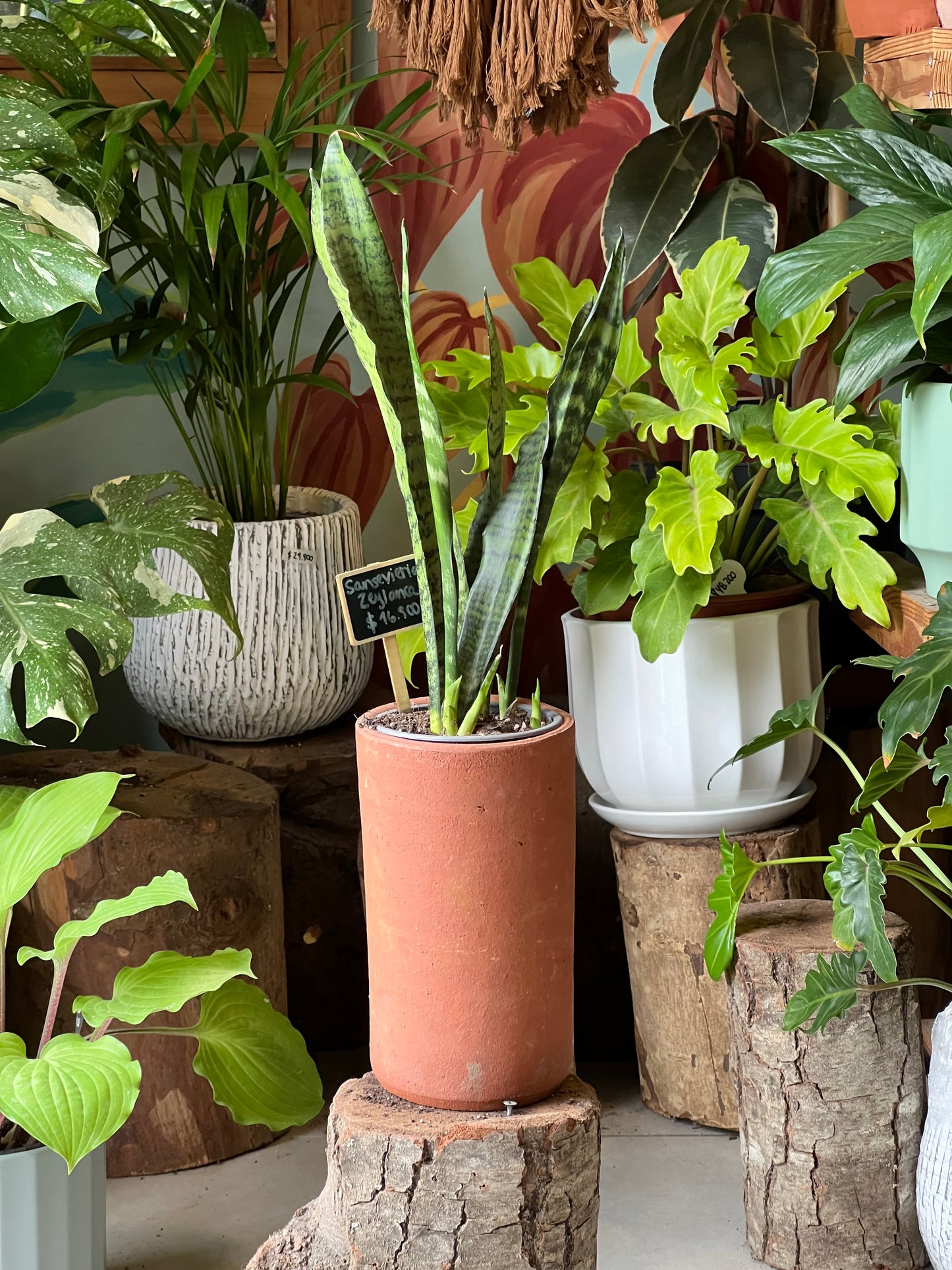 Sansevieria Zeylanica