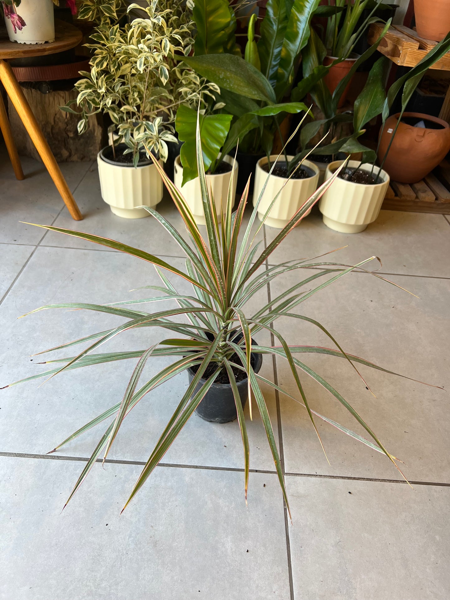 Dracena Marginata Tricolor