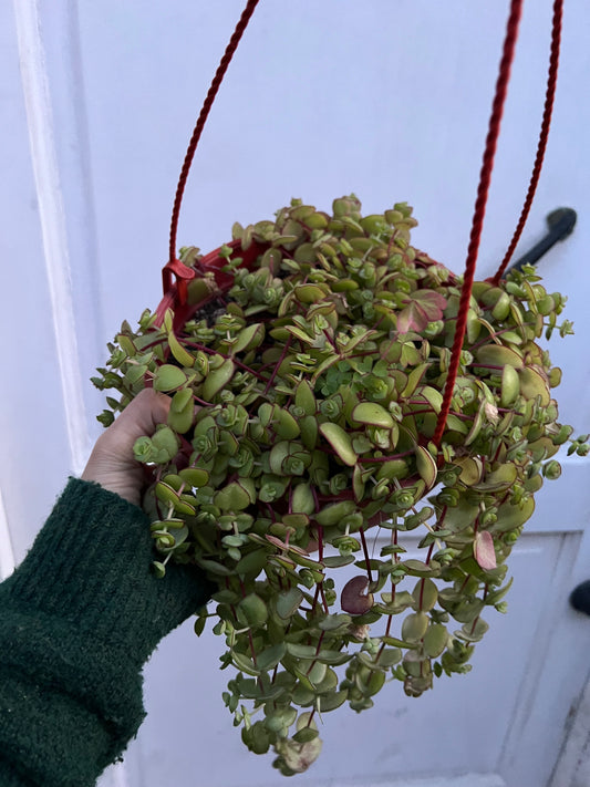 Crassula Pellucida Marginalis