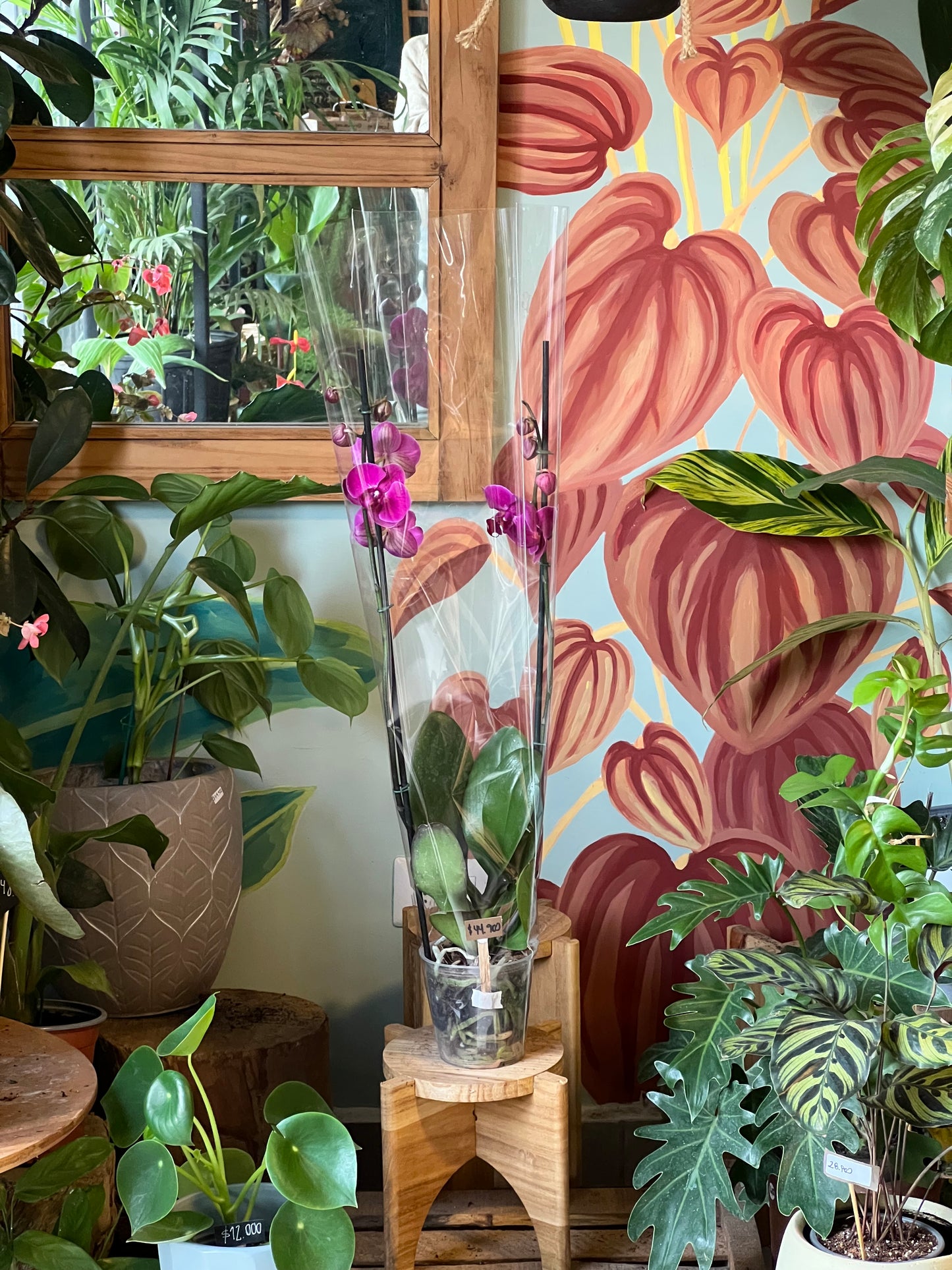 Orquídea