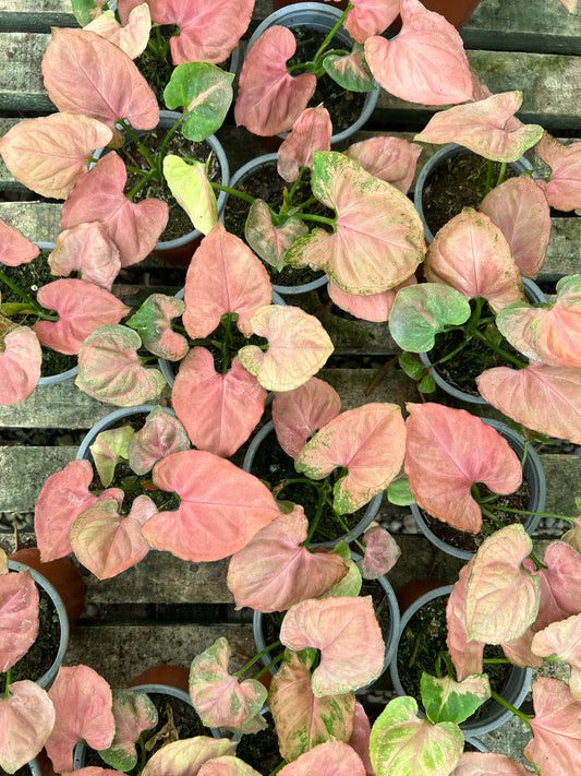 Singonio Pink Perfection