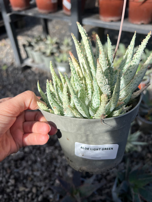 Aloe Light green