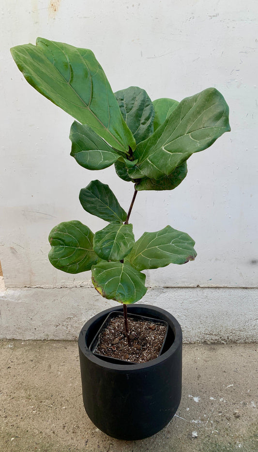 Ficus Lyrata
