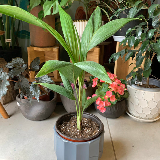 Palmera Kentia