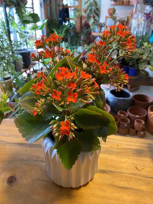 Kalanchoe Happy House