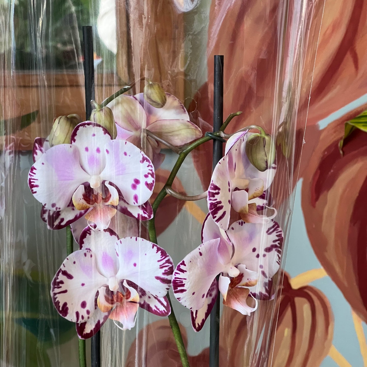 Orquídea