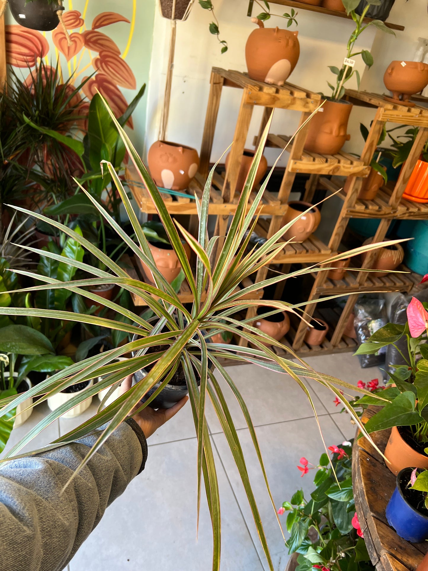 Dracena Marginata Tricolor