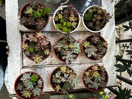 Arreglo De Suculentas S