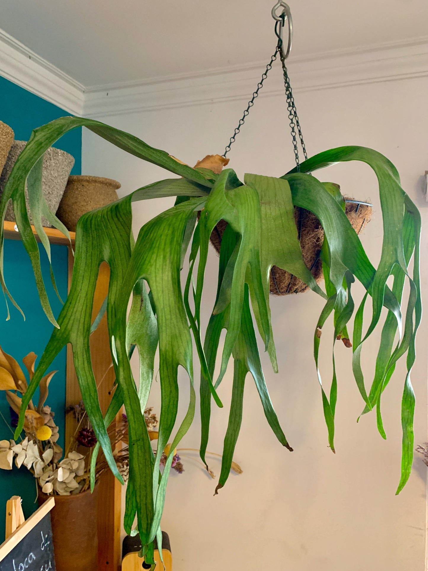 Helecho Cuerno De Alce