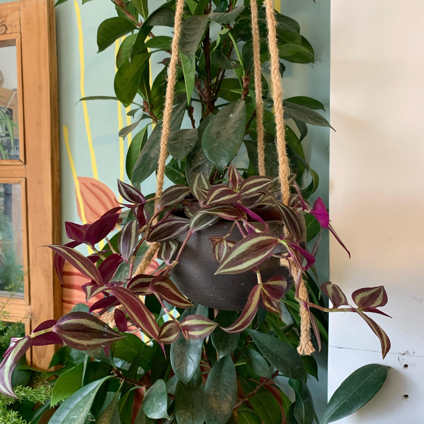 Tradescantia Zebrina