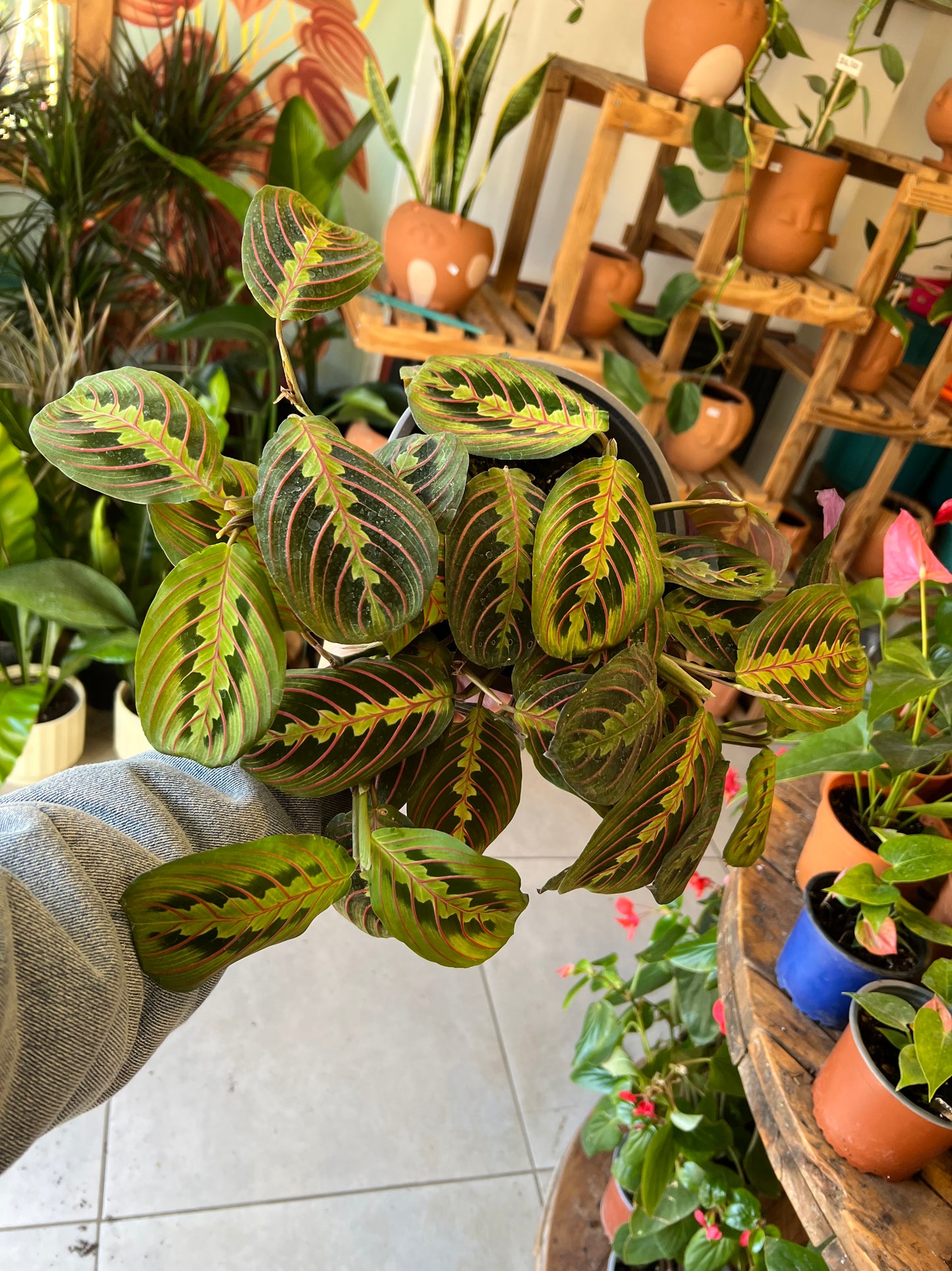Maranta Leuconeura
