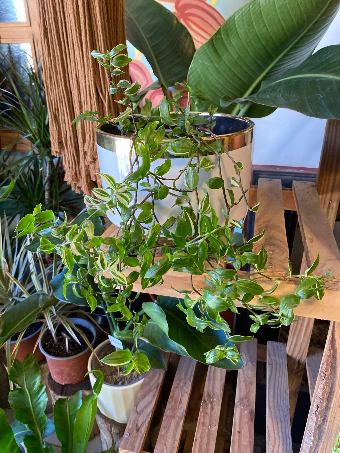 Tradescantia Variegada M