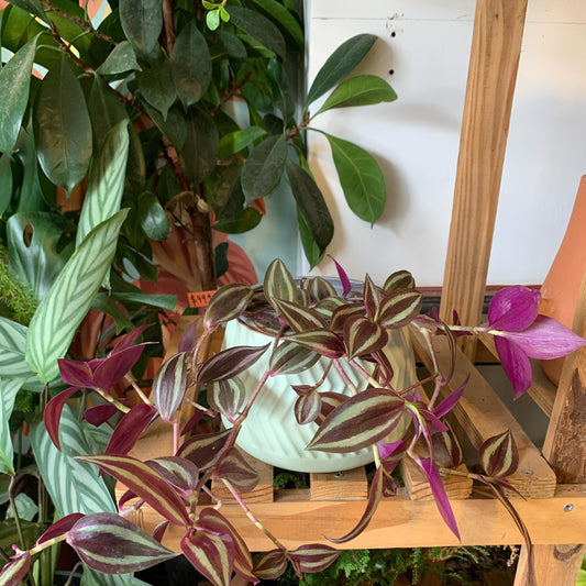 Tradescantia Zebrina