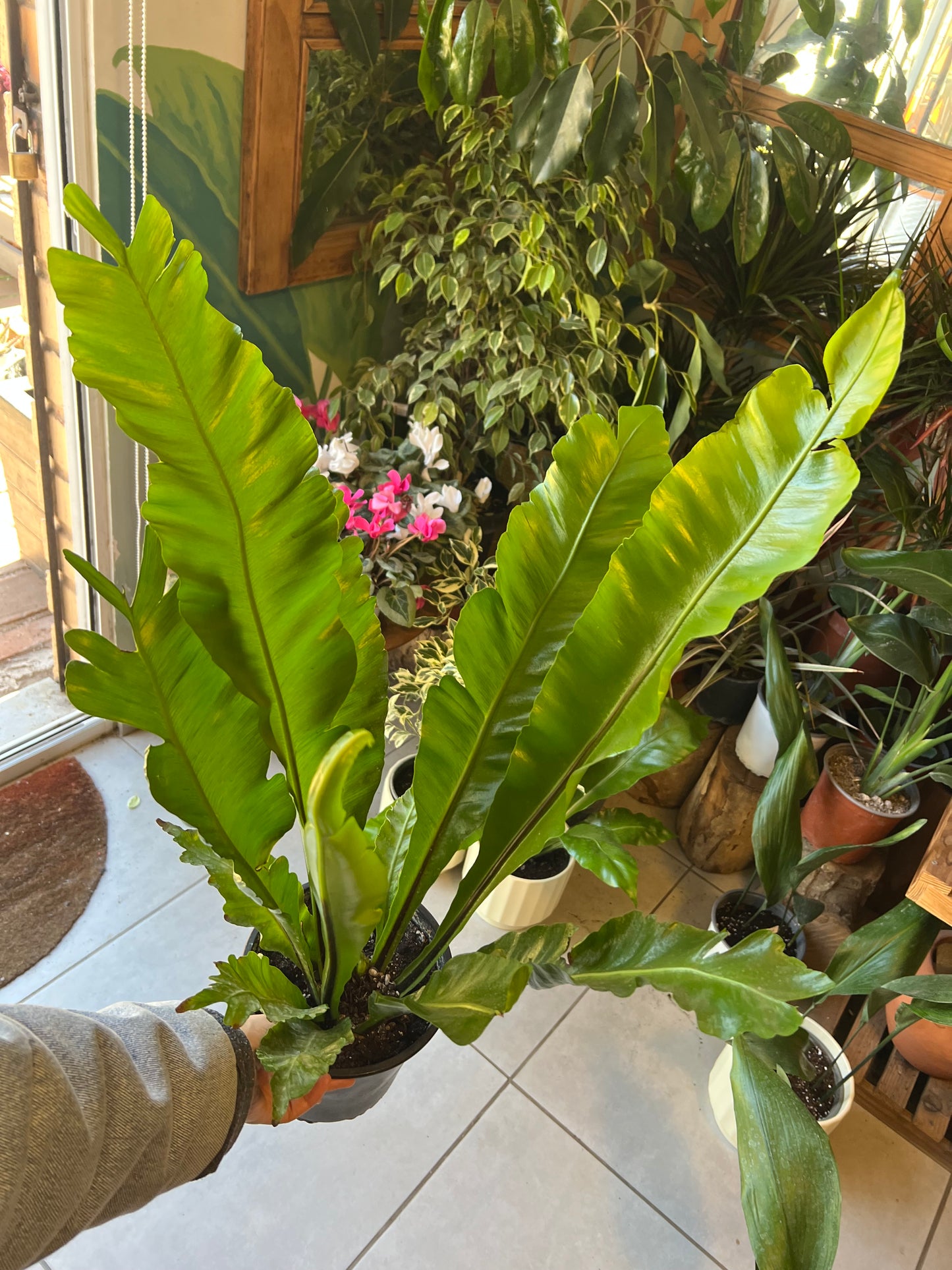 Helecho Asplenium (nido De Aguila)
