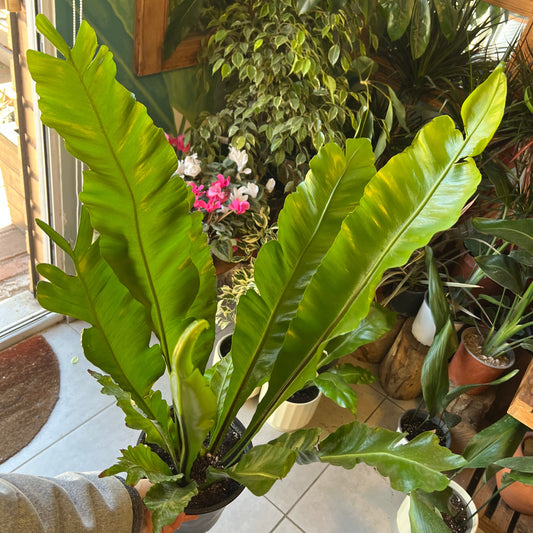 Helecho Asplenium (nido De Aguila)