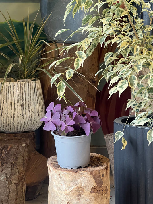 Oxalis o trébol morado