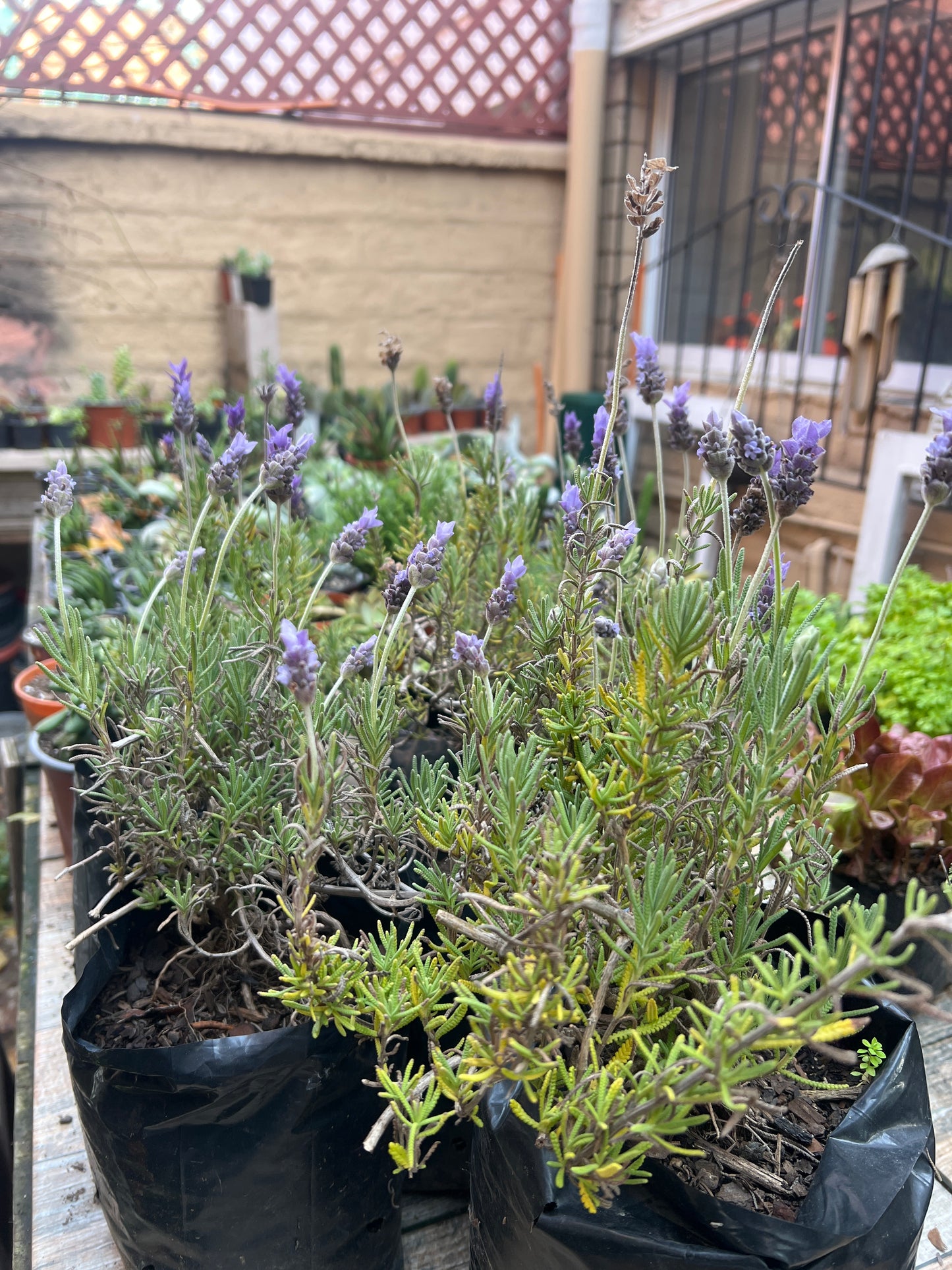 Lavanda