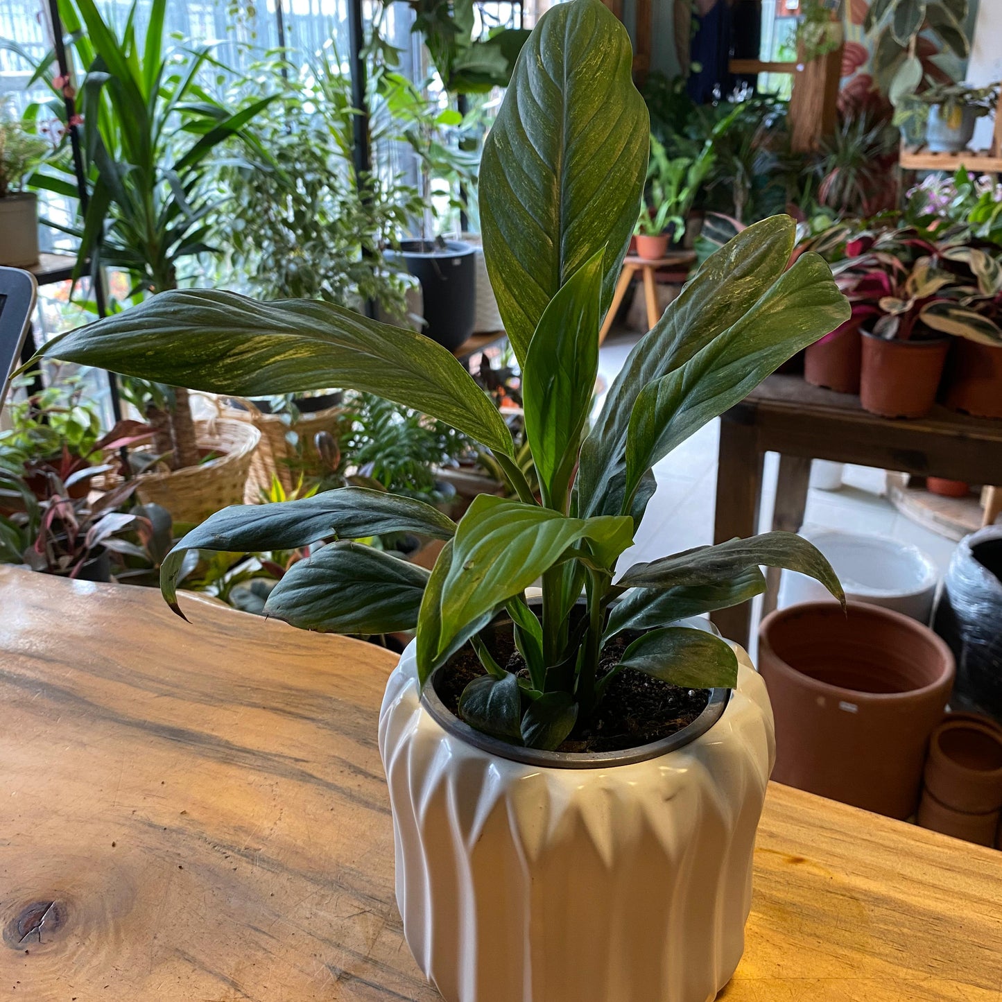 Espatifilio Variegado (cuna De Moisés)