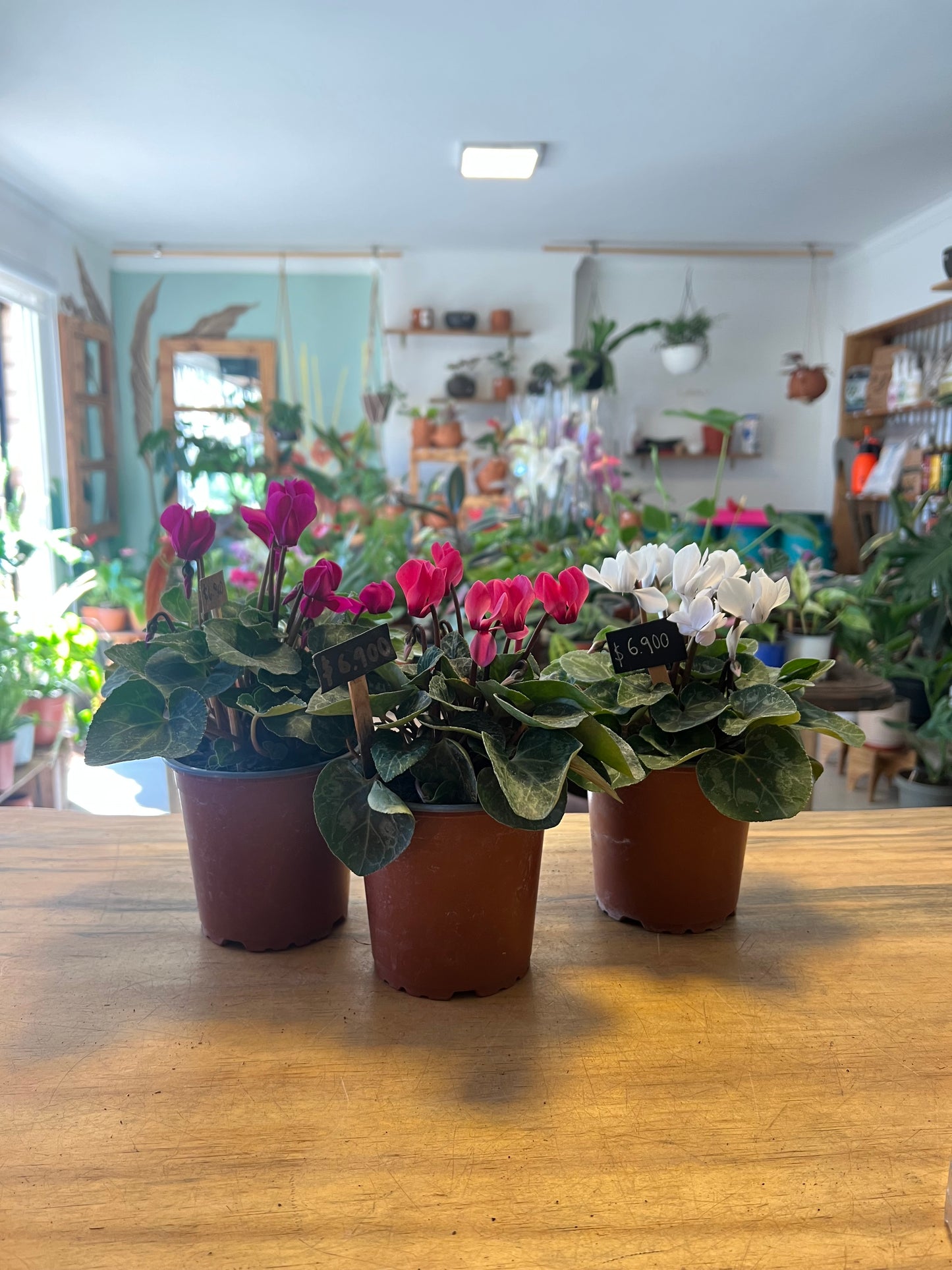 Cyclamen (Violeta Persa) M