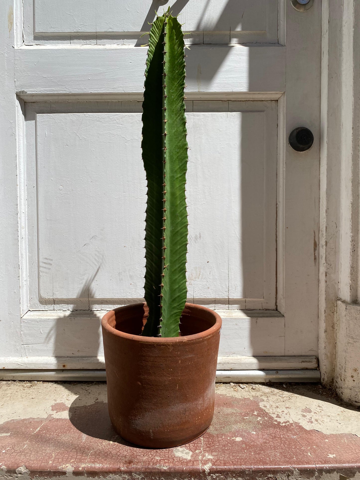 Euphorbia Ingens