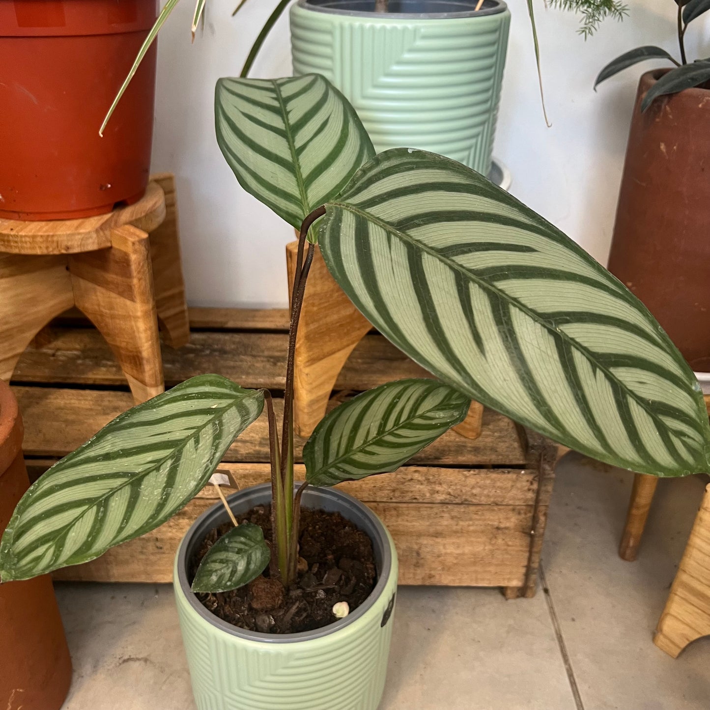 Calathea Ctenanthe Setosa