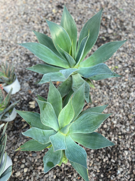 Agave Blue Flame