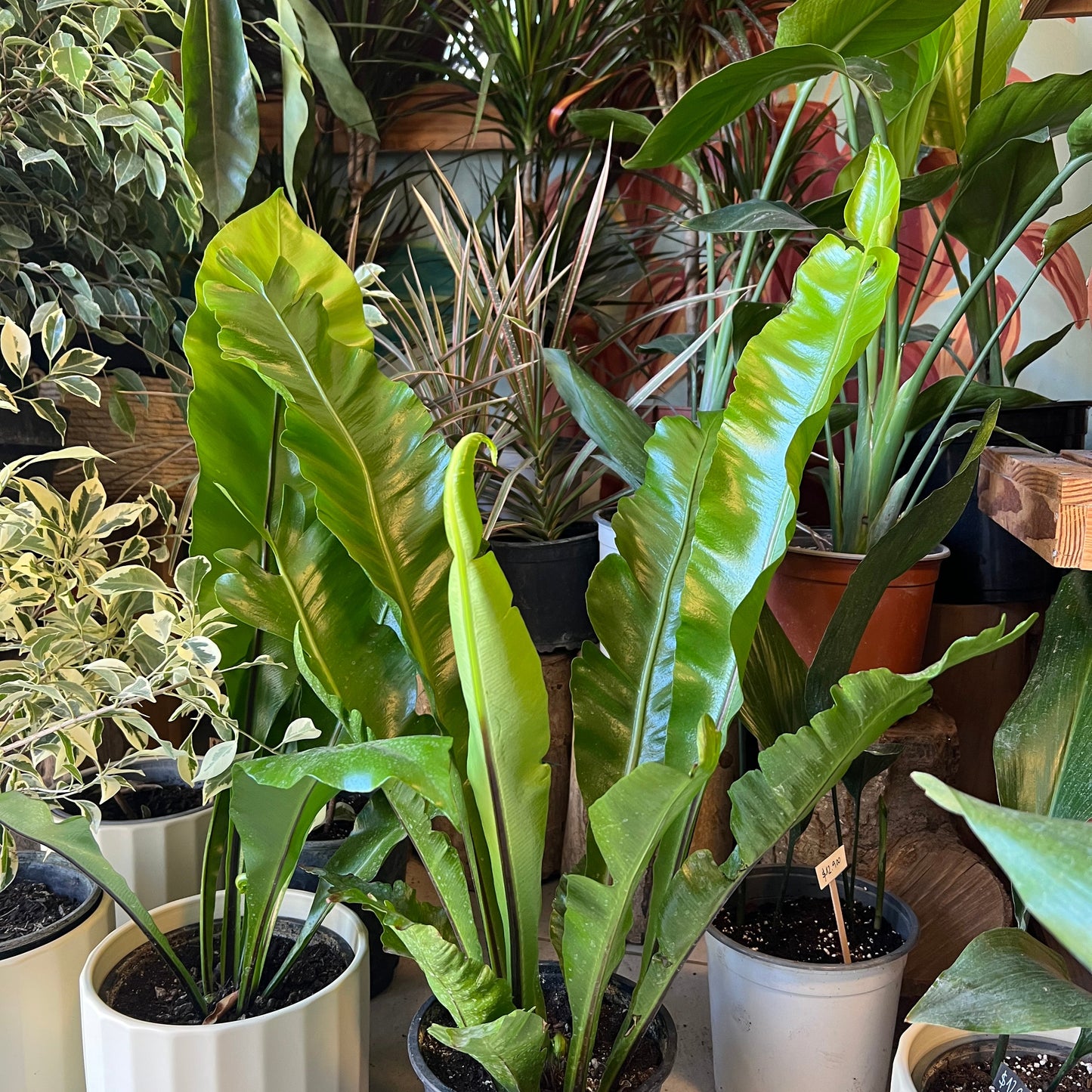 Helecho Asplenium (nido De Aguila)