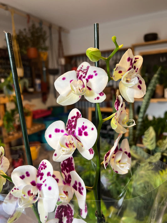 Orquidea Phalaenopsis