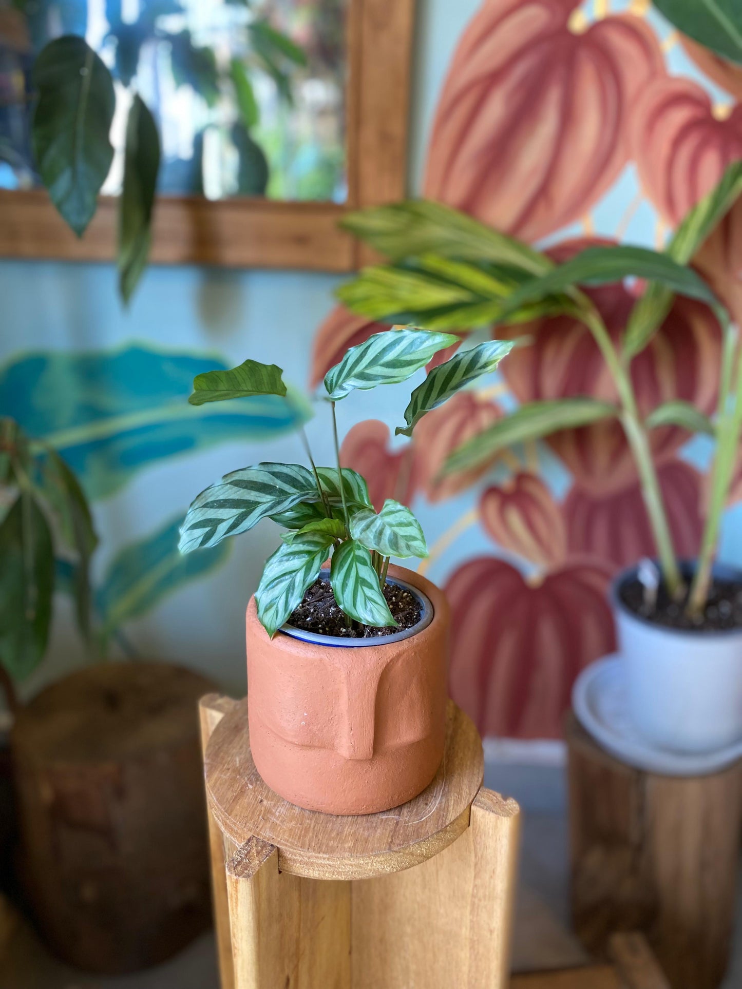 Calathea Freddie
