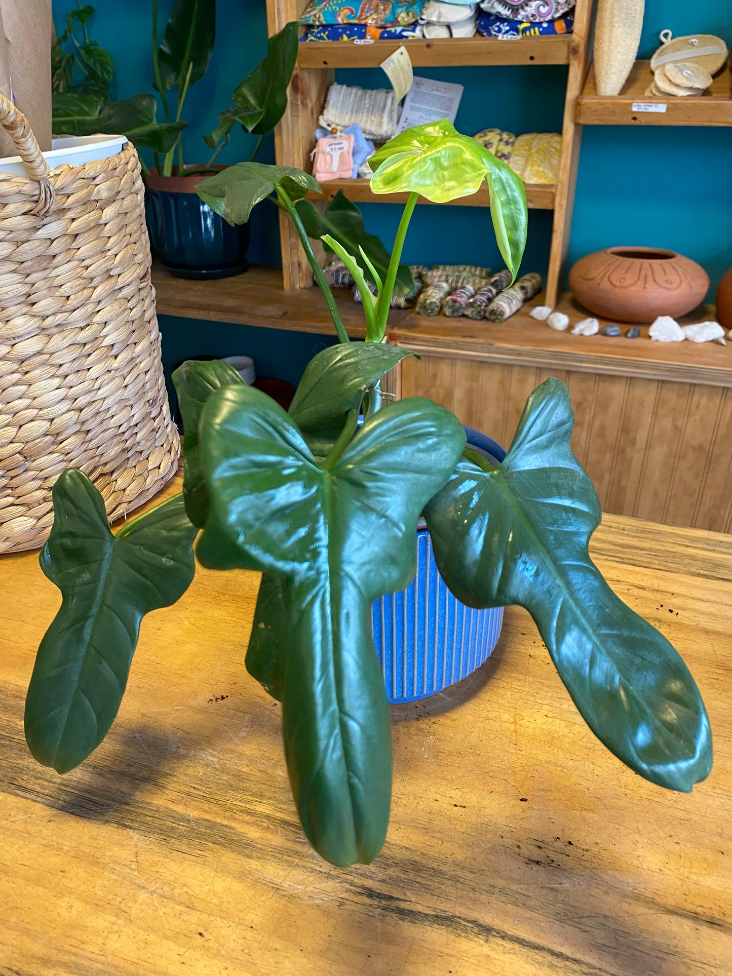 Filodendro Panduriforme