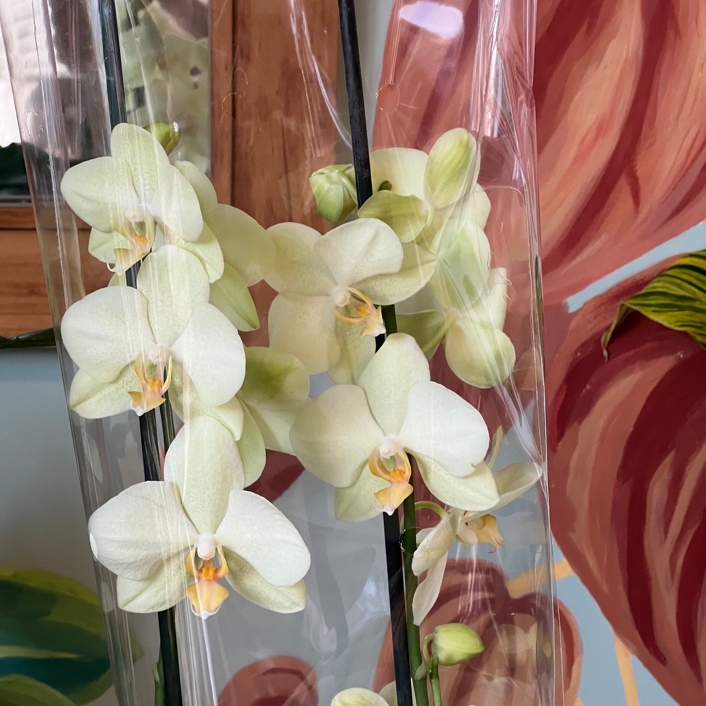 Orquídea