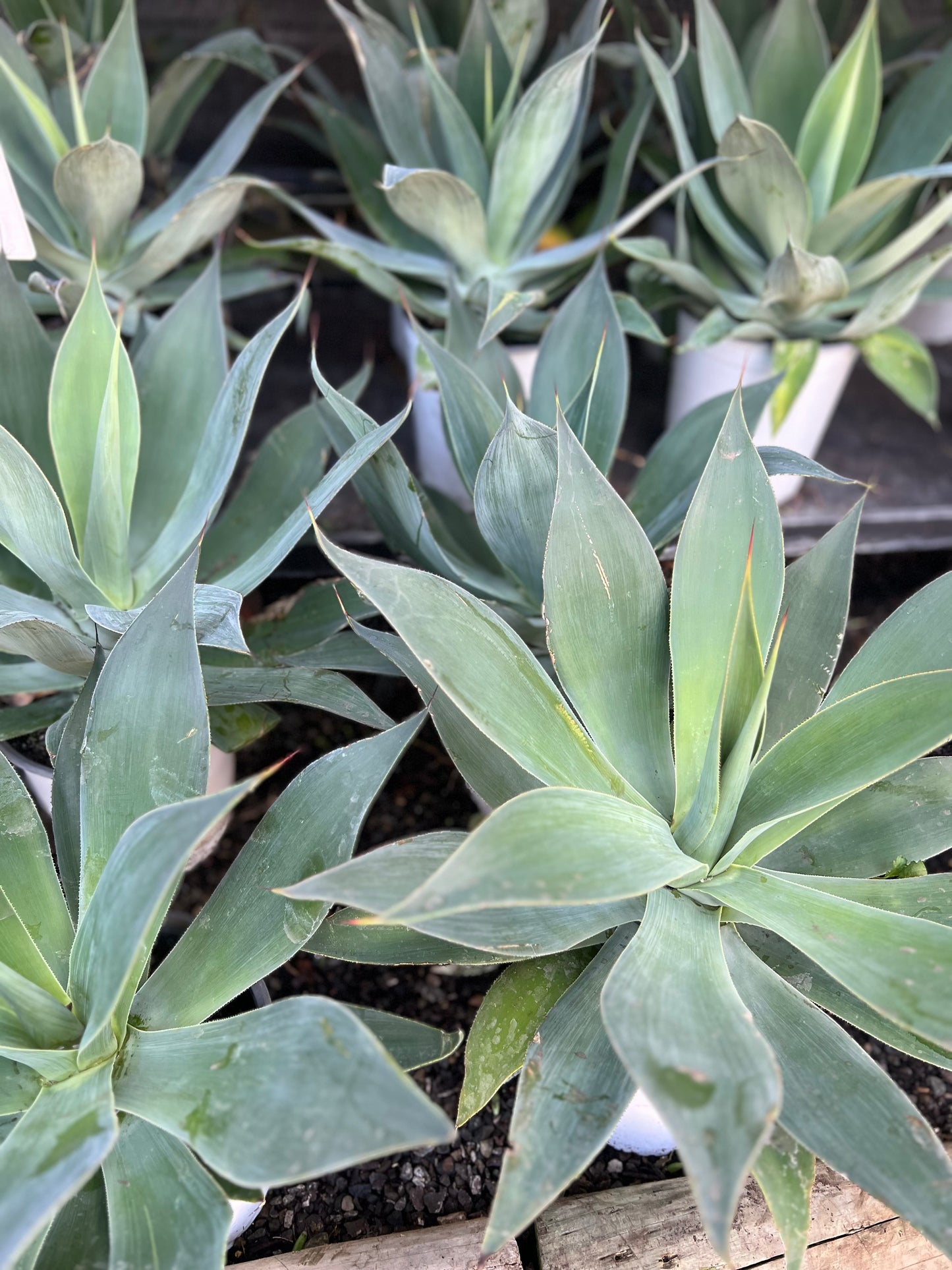 Agave Blue Flame