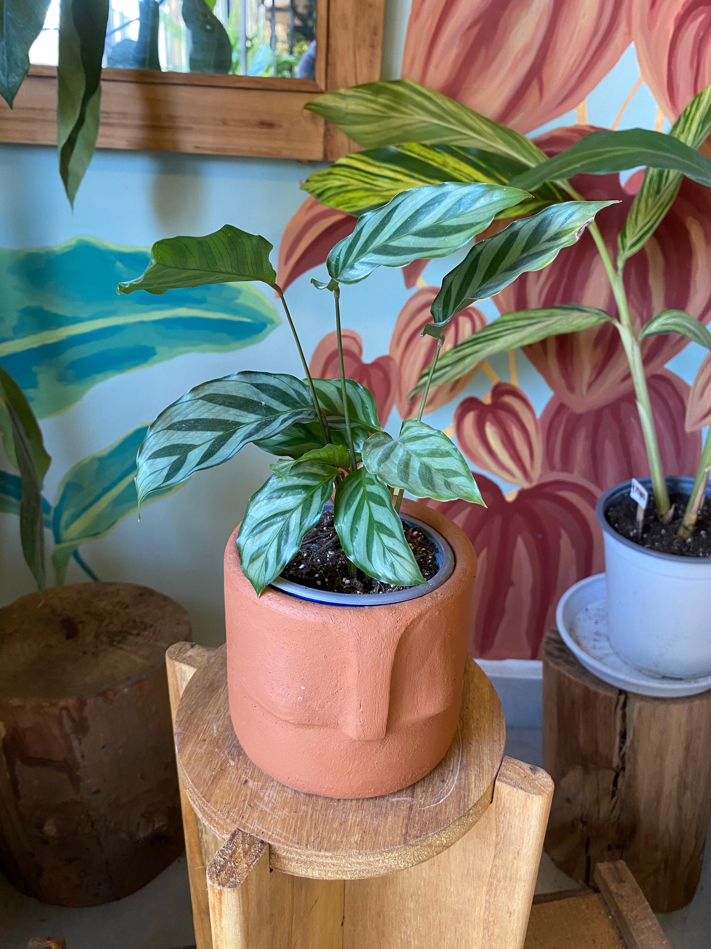 Calathea Freddie