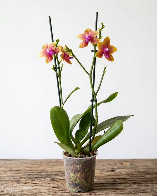 Orquidea Phalaenopsis