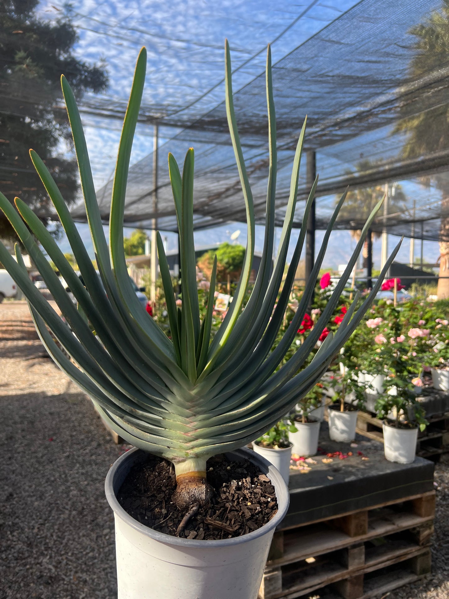 Aloe Plicatilis