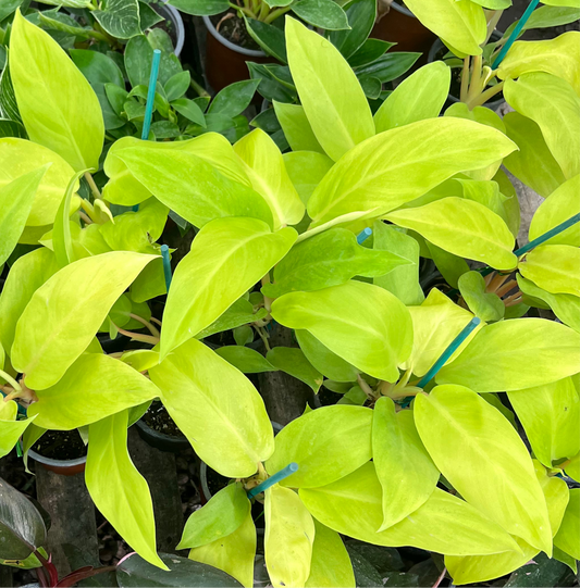 Filodendro Malay Gold M