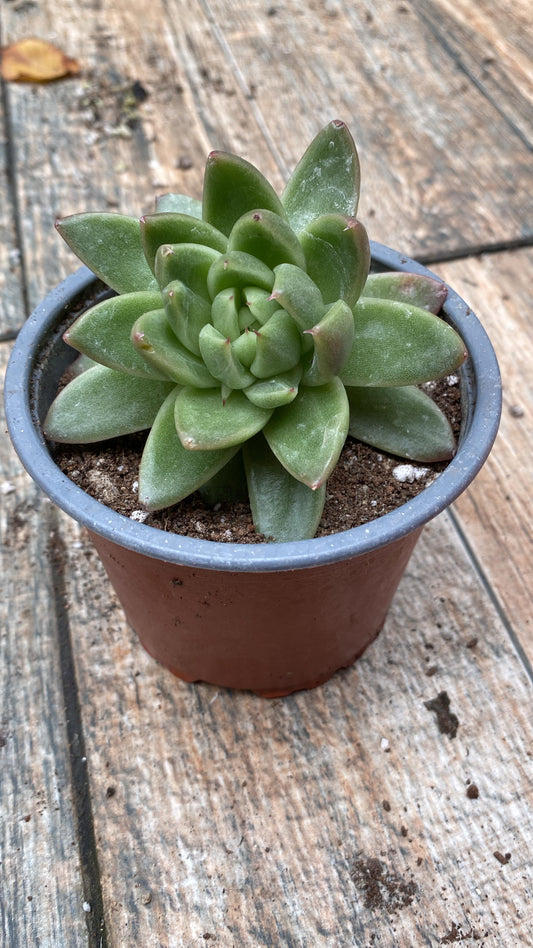 Echeveria Agavoides christmas