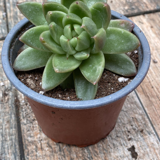 Echeveria Agavoides christmas