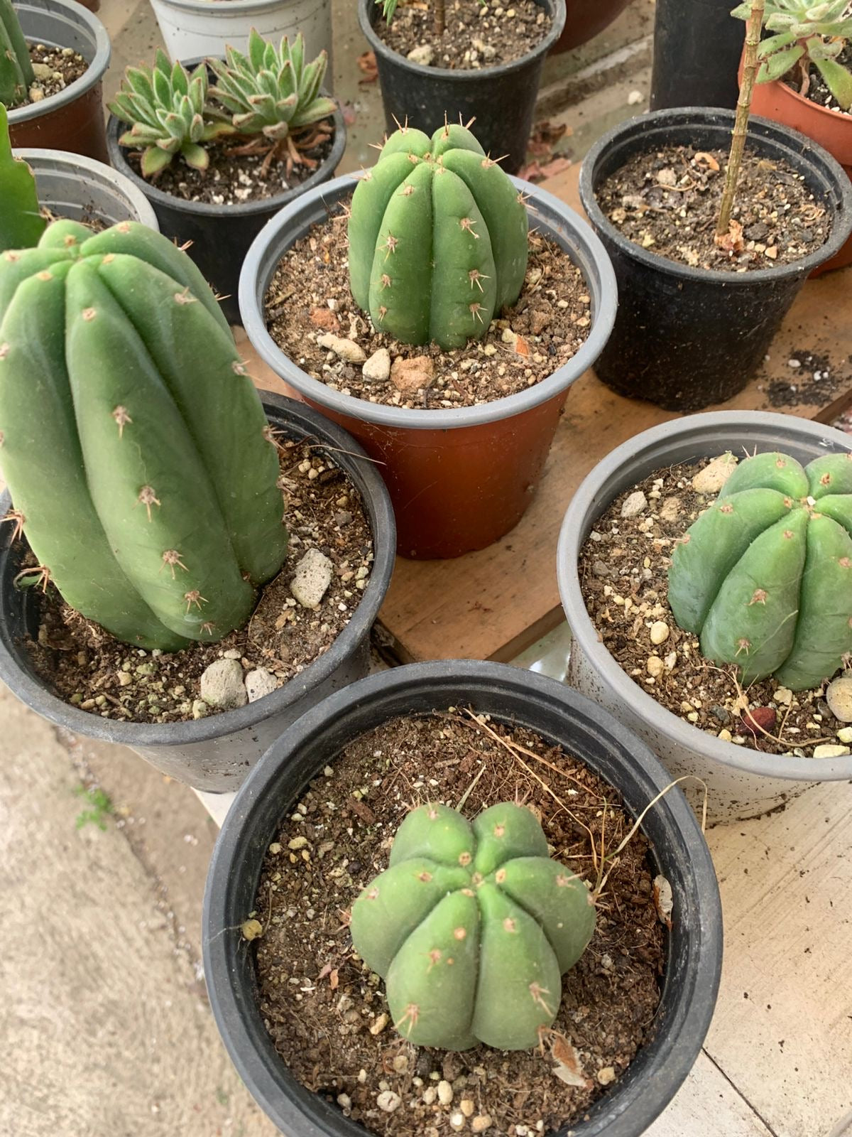 Cactus San Pedro – La Loca de las Plantas