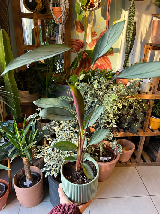 Calathea Grey Star