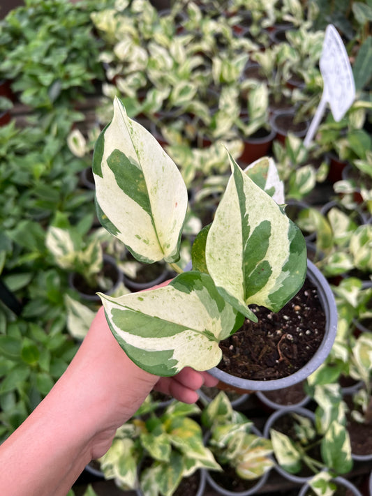 Potus Scindapsus N'Joy S