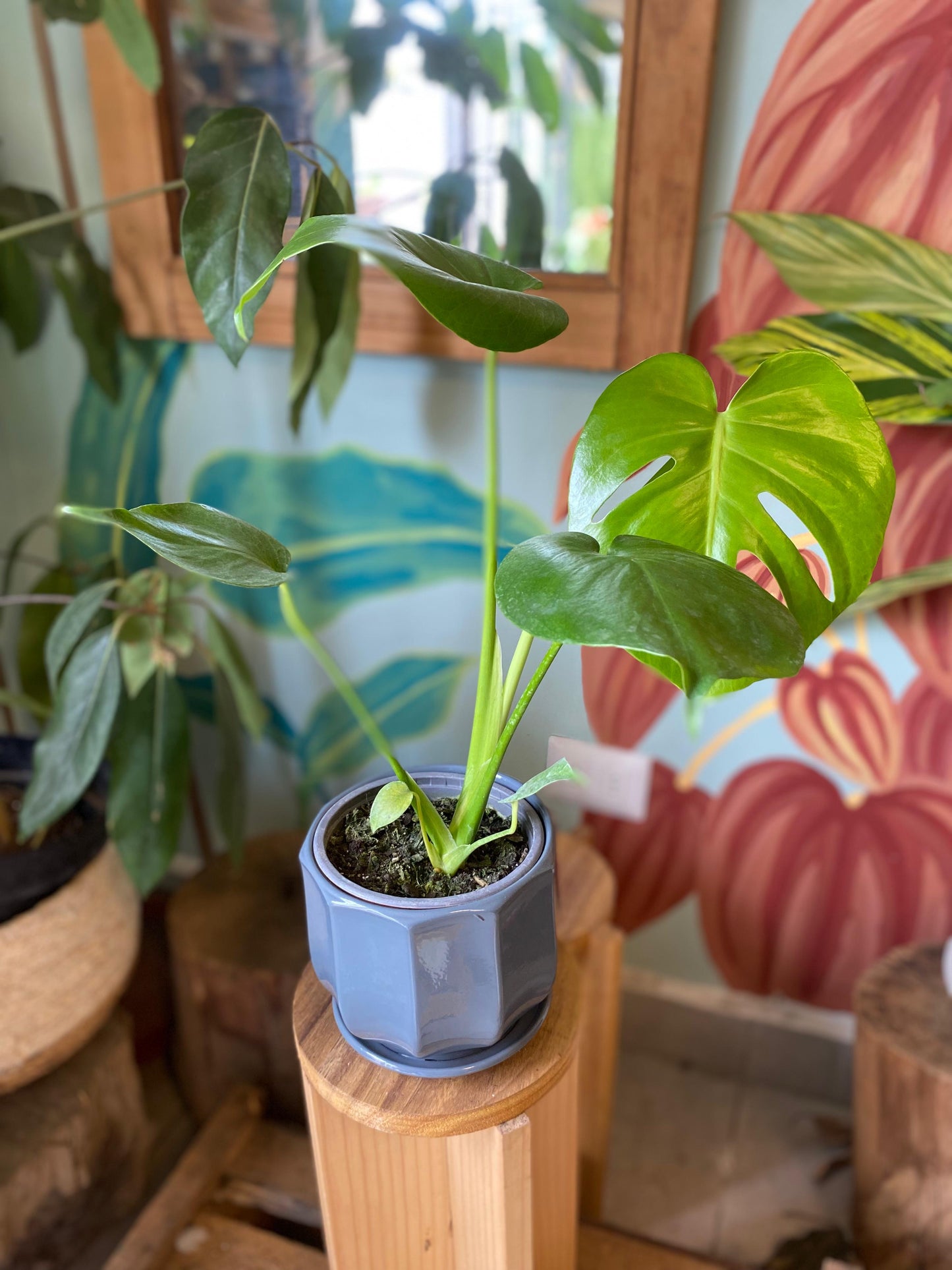 Monstera Deliciosa S
